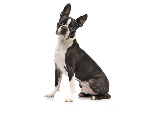 Boston terrier best sale x english bulldog